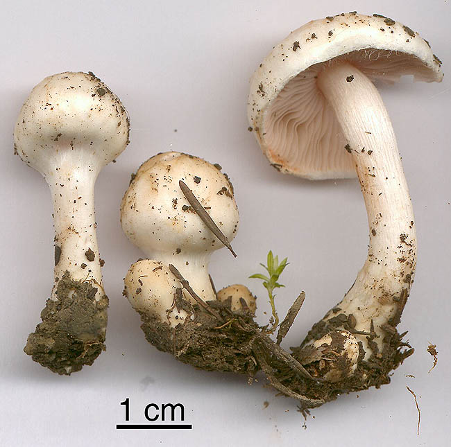 Inocybe pudica